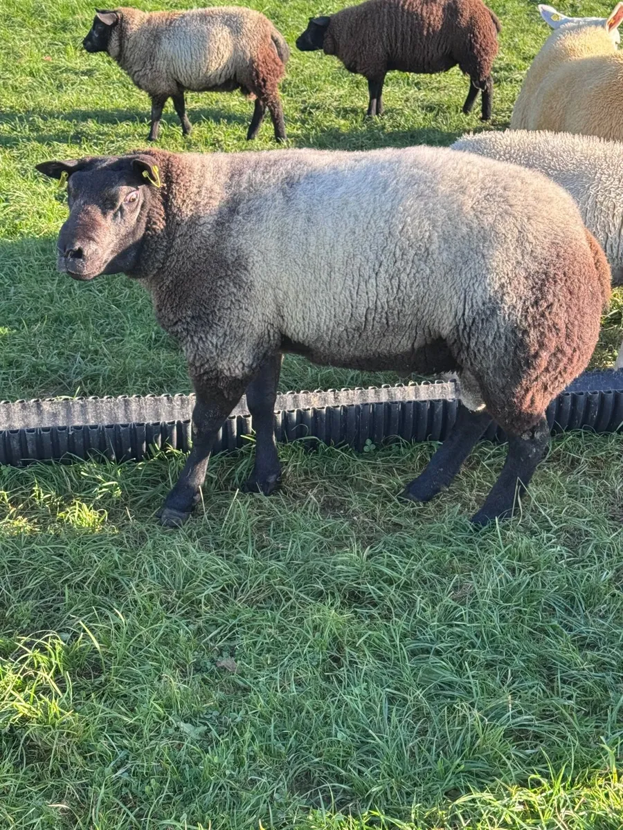 blue texel ram - Image 3