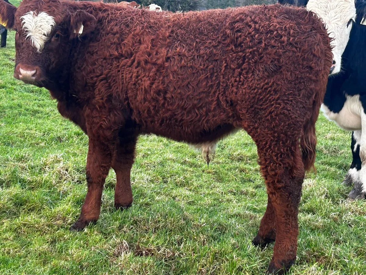 Bull Weanling - Image 1
