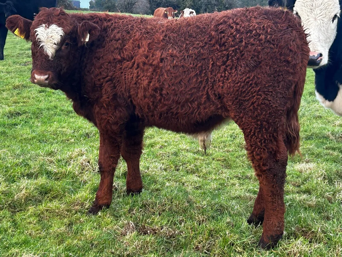 Bull Weanling - Image 2