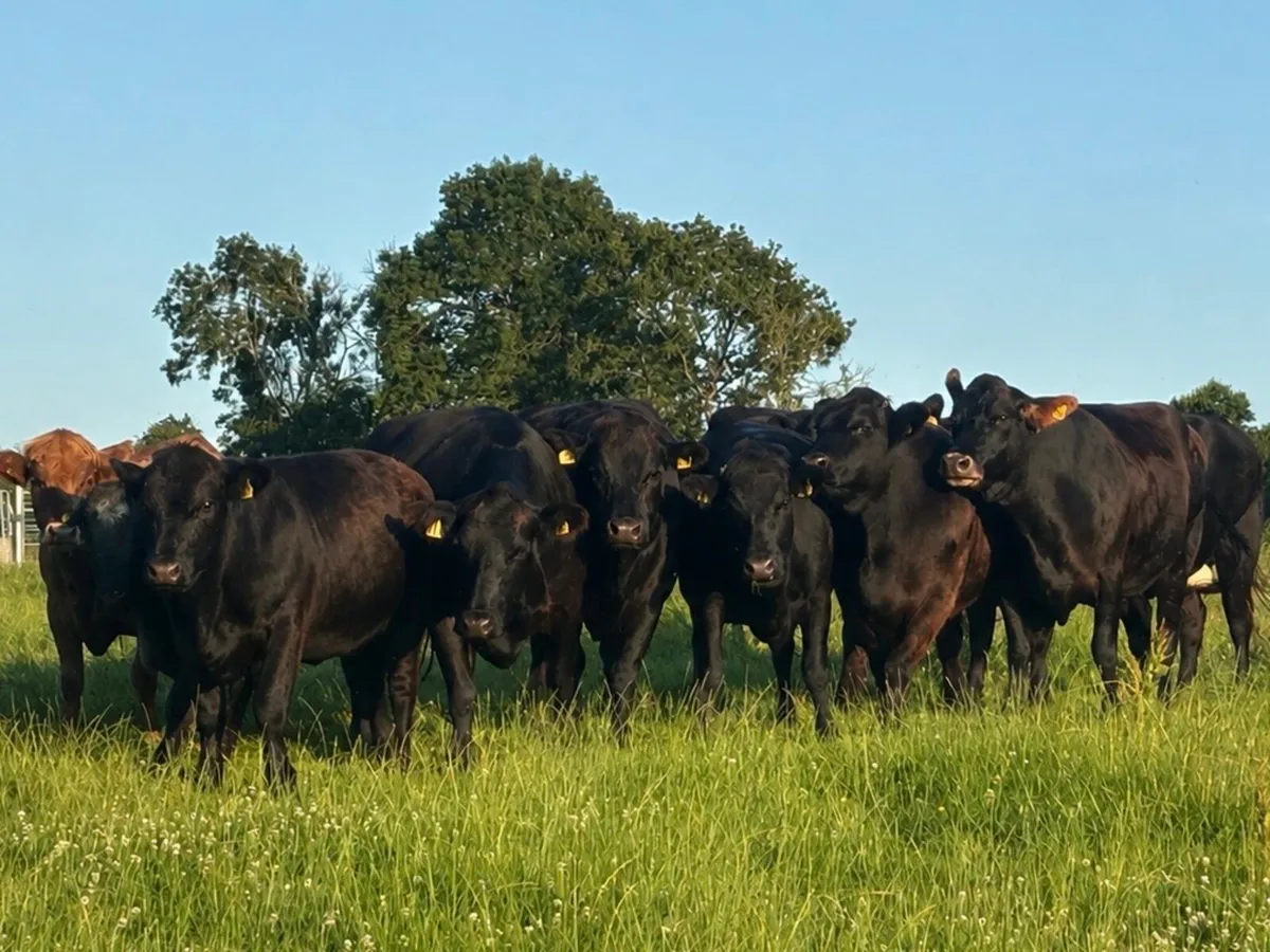 Suckler Cows and Heifers - Image 2