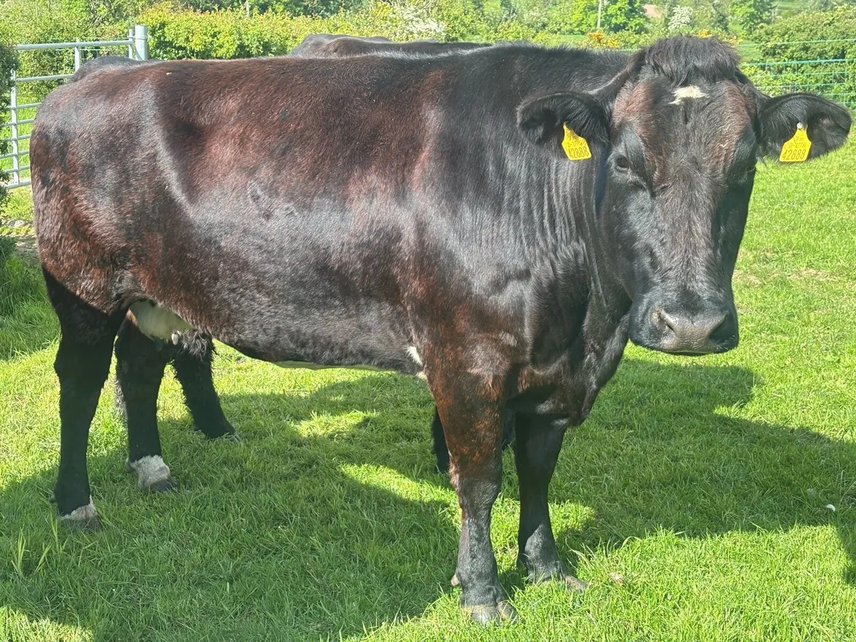 Suckler Cows and Heifers - Image 3