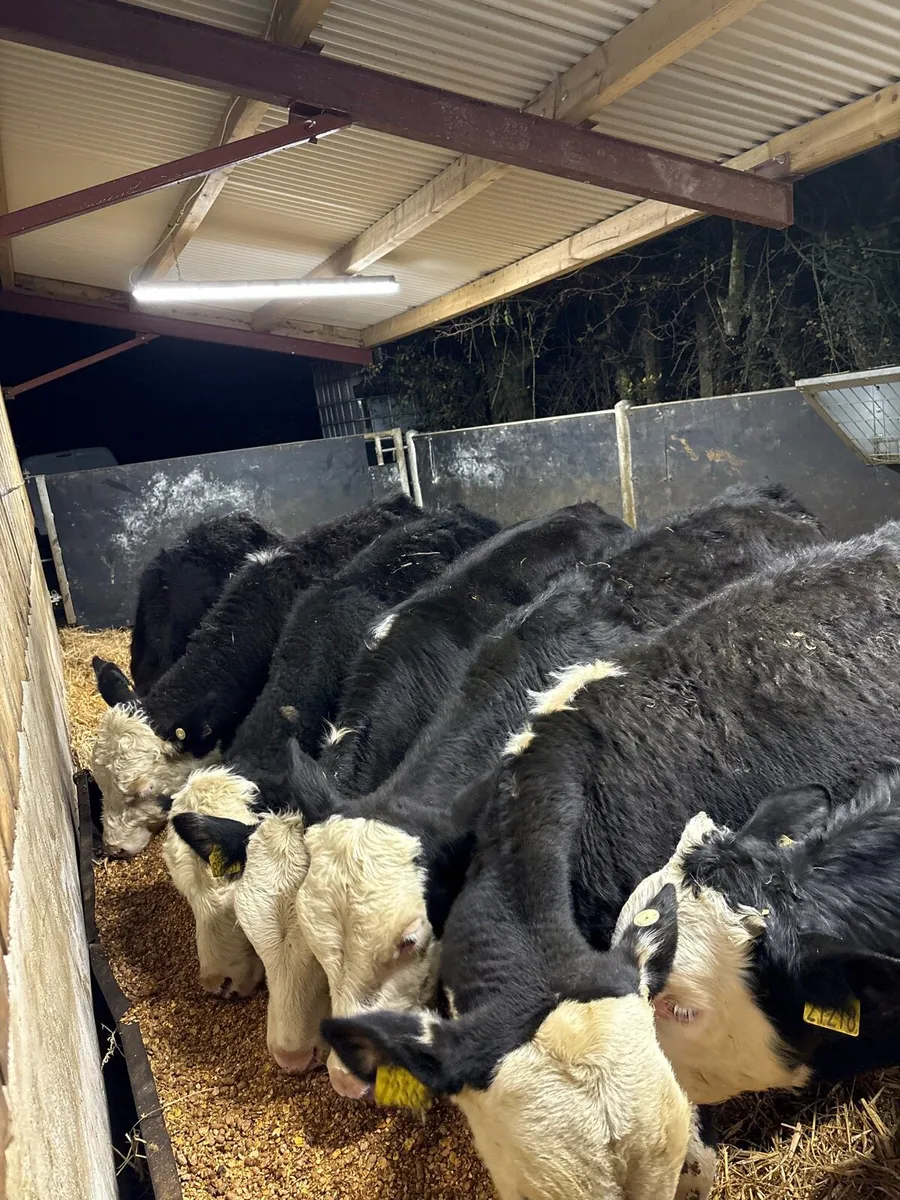 8 super 220kg Hereford bullocks - Image 1