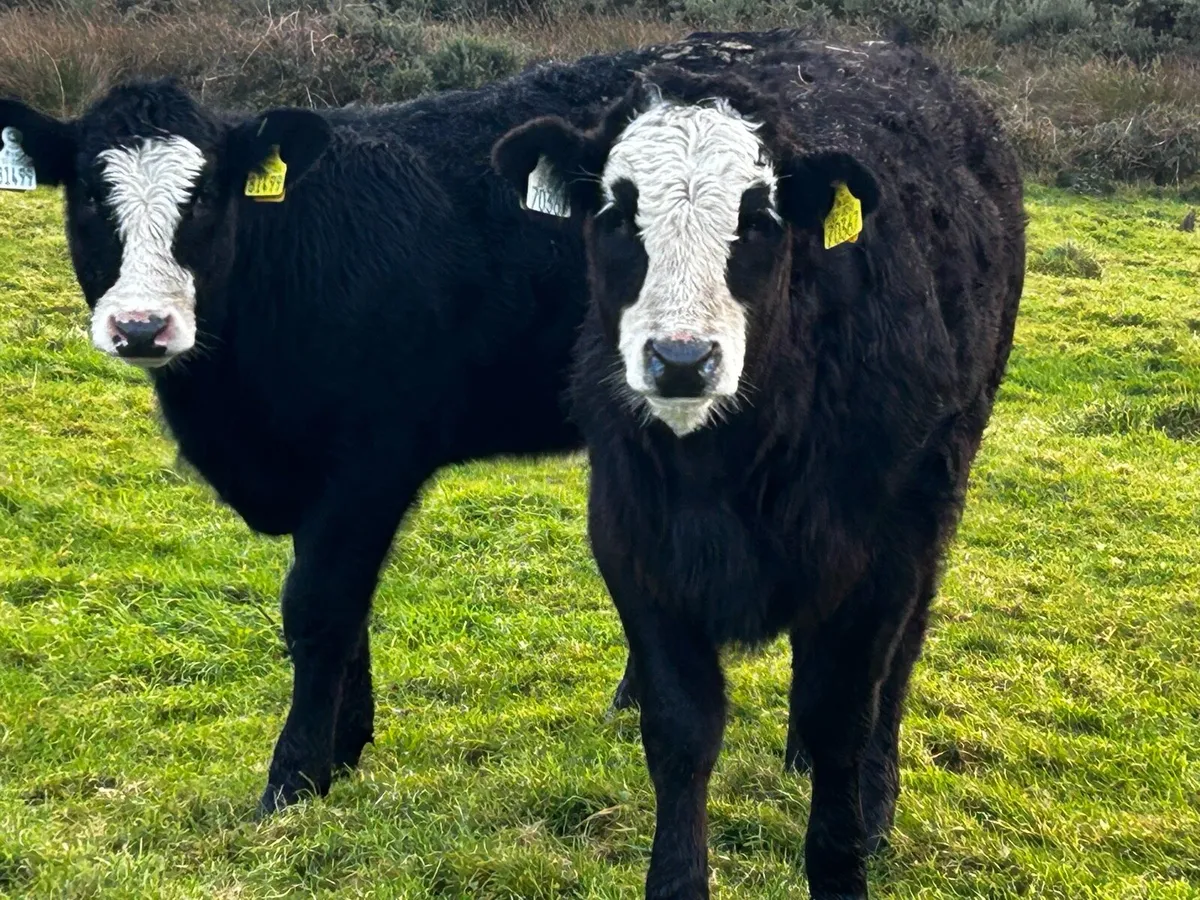 Two Suckler Bred Heifer Weanlings - Image 1