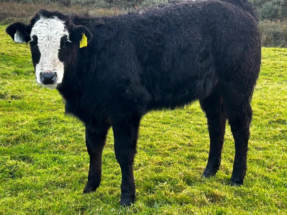Two Suckler Bred Heifer Weanlings - Image 2