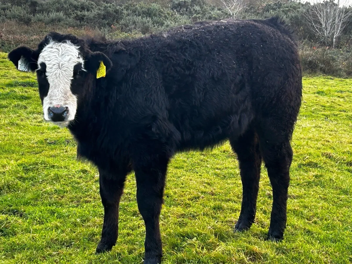 Two Suckler Bred Heifer Weanlings - Image 3