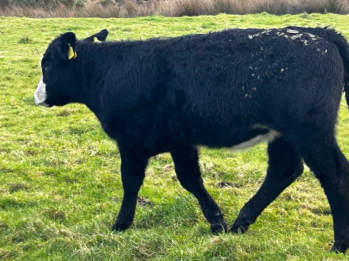 Two Suckler Bred Heifer Weanlings - Image 4
