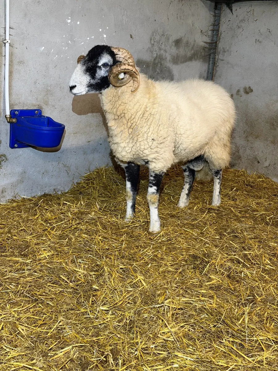 Swaledale hogget ram - Image 3