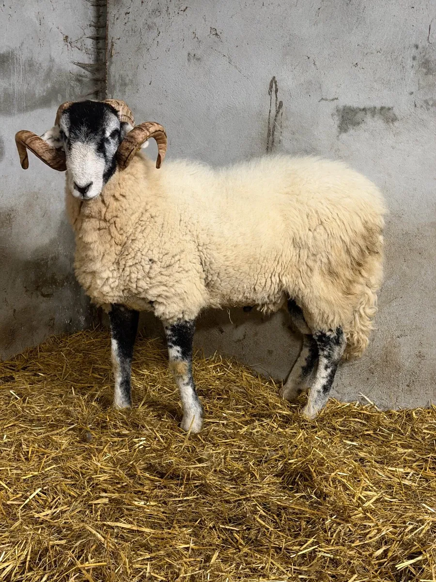 Swaledale hogget ram - Image 1