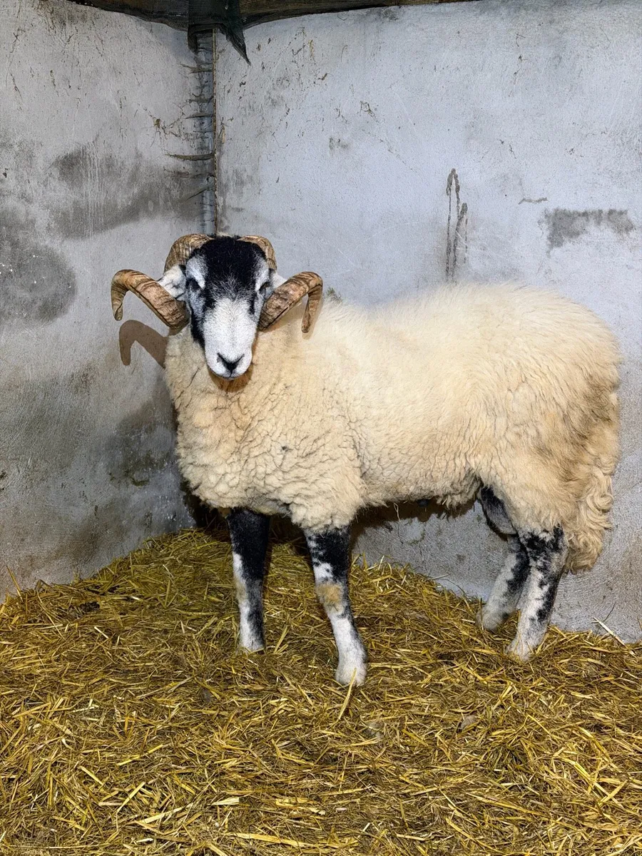 Swaledale hogget ram - Image 2