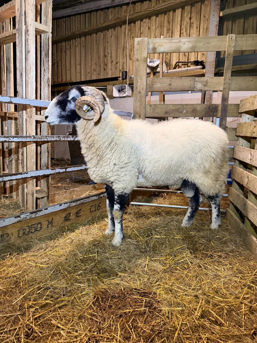 Swaledale hogget ram - Image 4