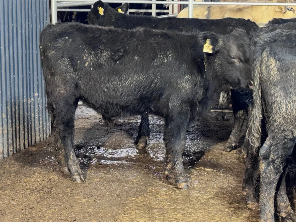 6 ANGUS BULL WEANLINGS FOR SALE @€865 - Image 2