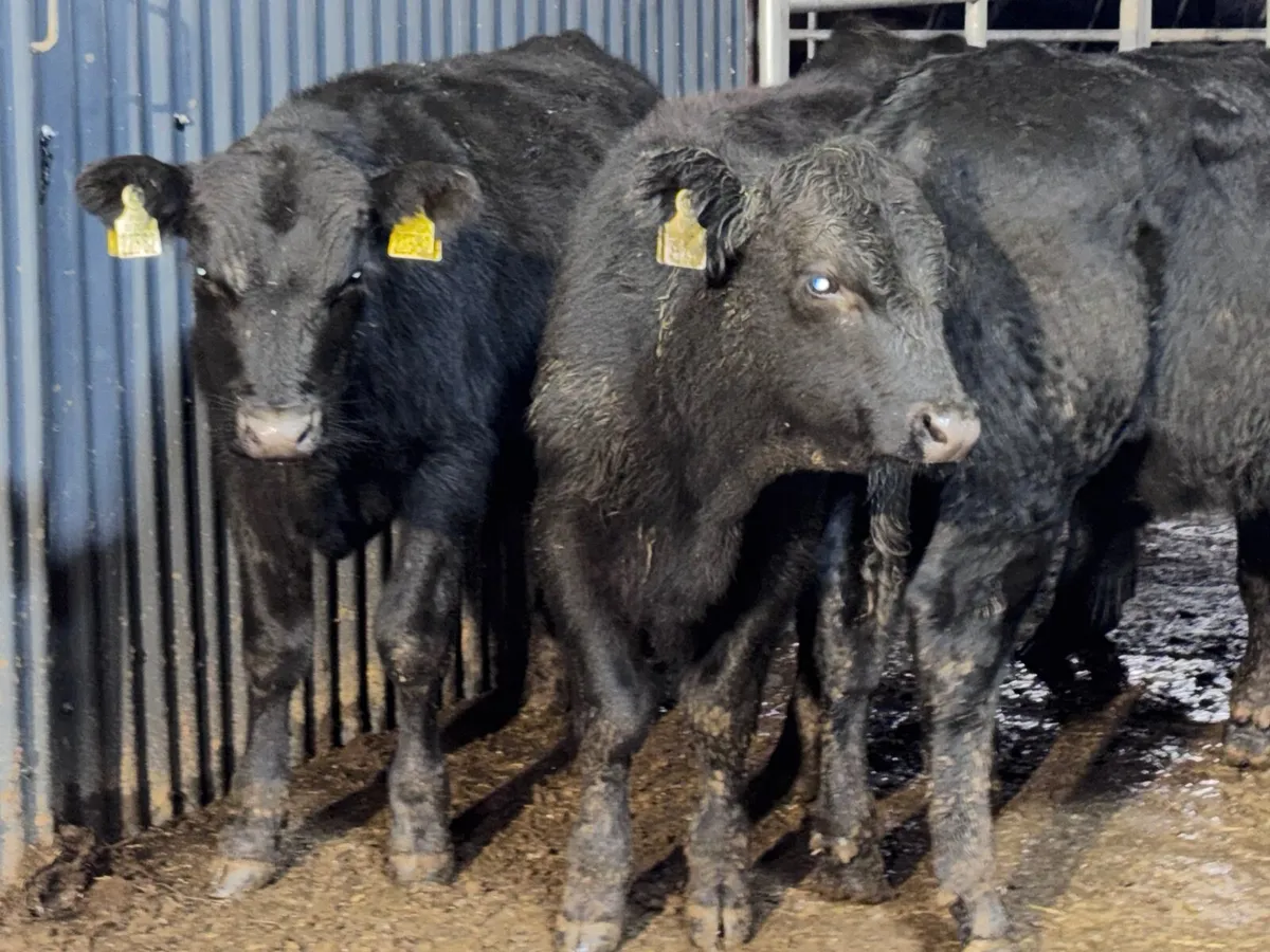 6 ANGUS BULL WEANLINGS FOR SALE @€865 - Image 3