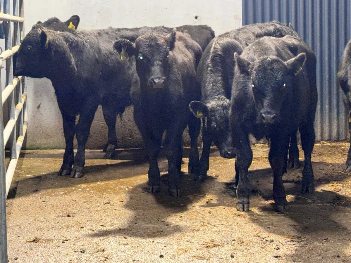 6 ANGUS BULL WEANLINGS FOR SALE @€865 - Image 4