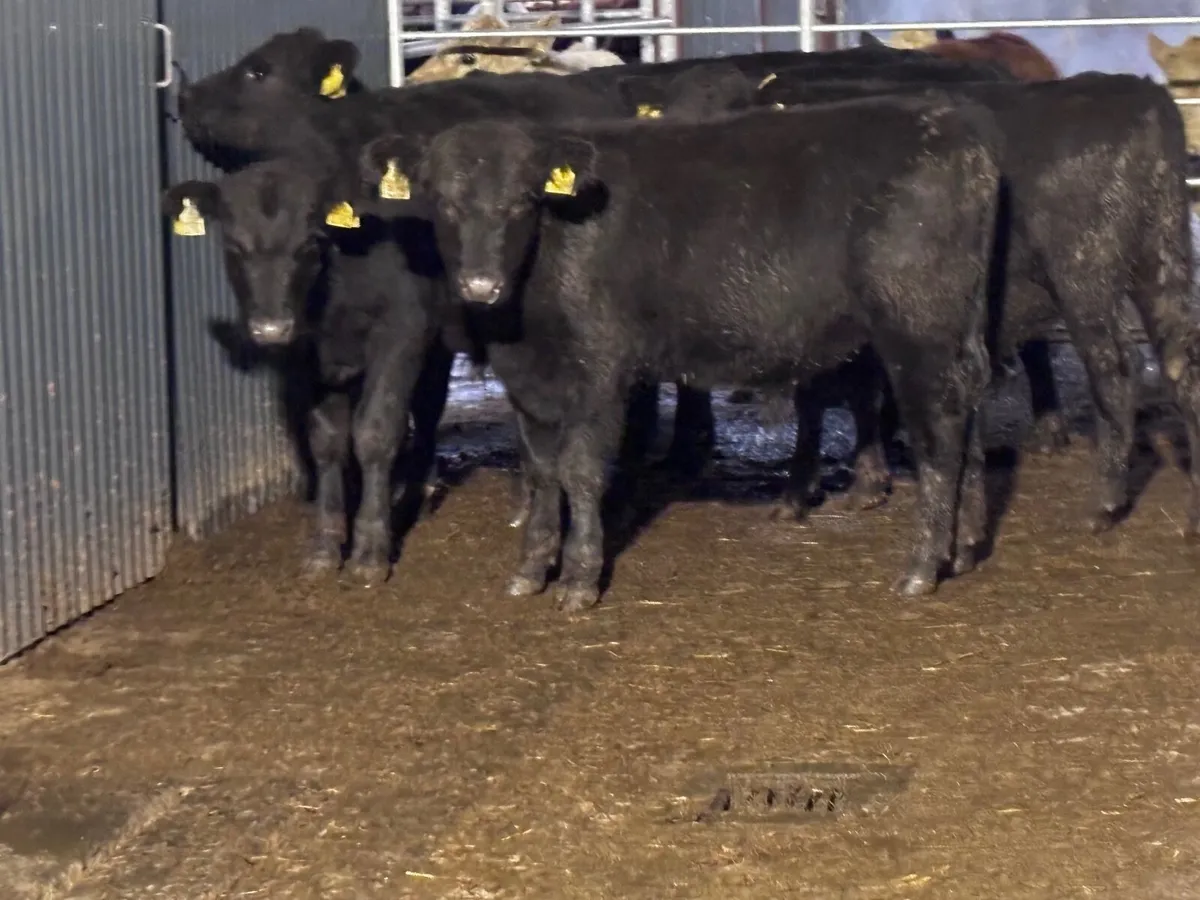 6 ANGUS BULL WEANLINGS FOR SALE @€865 - Image 1