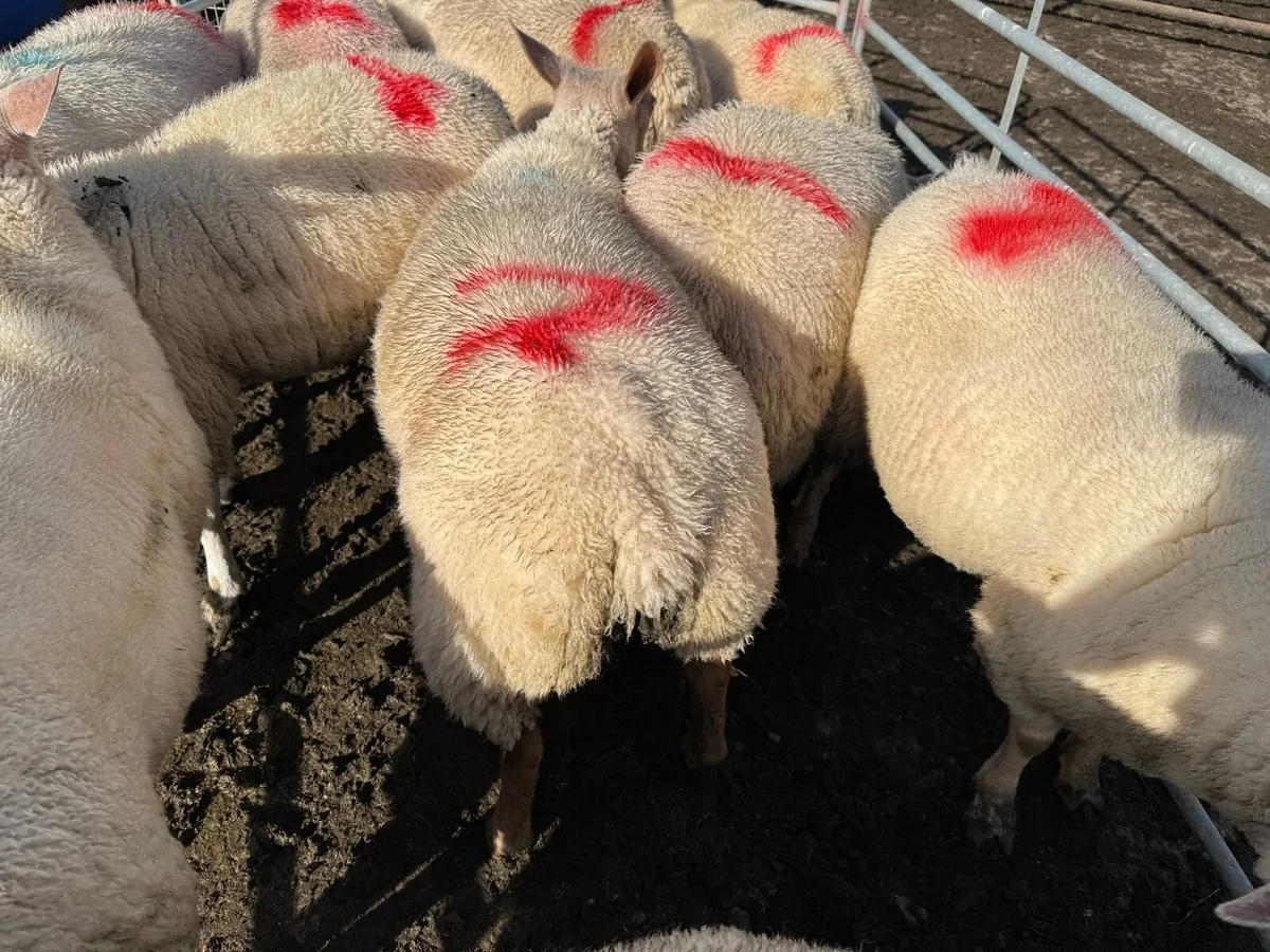 Rouge ewe lambs - Image 2