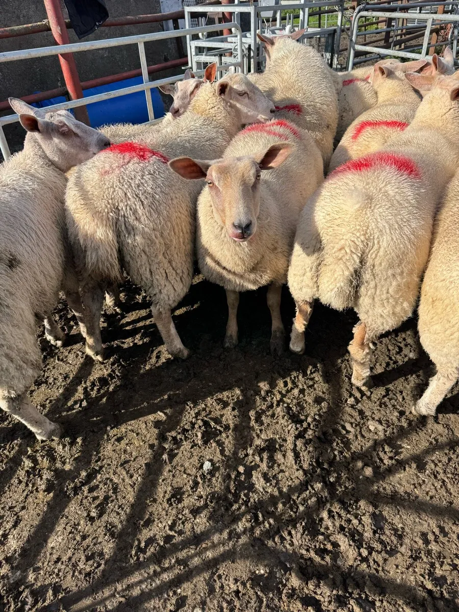 Rouge ewe lambs - Image 3