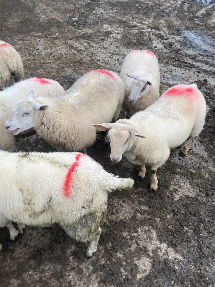 Rouge ewe lambs - Image 1