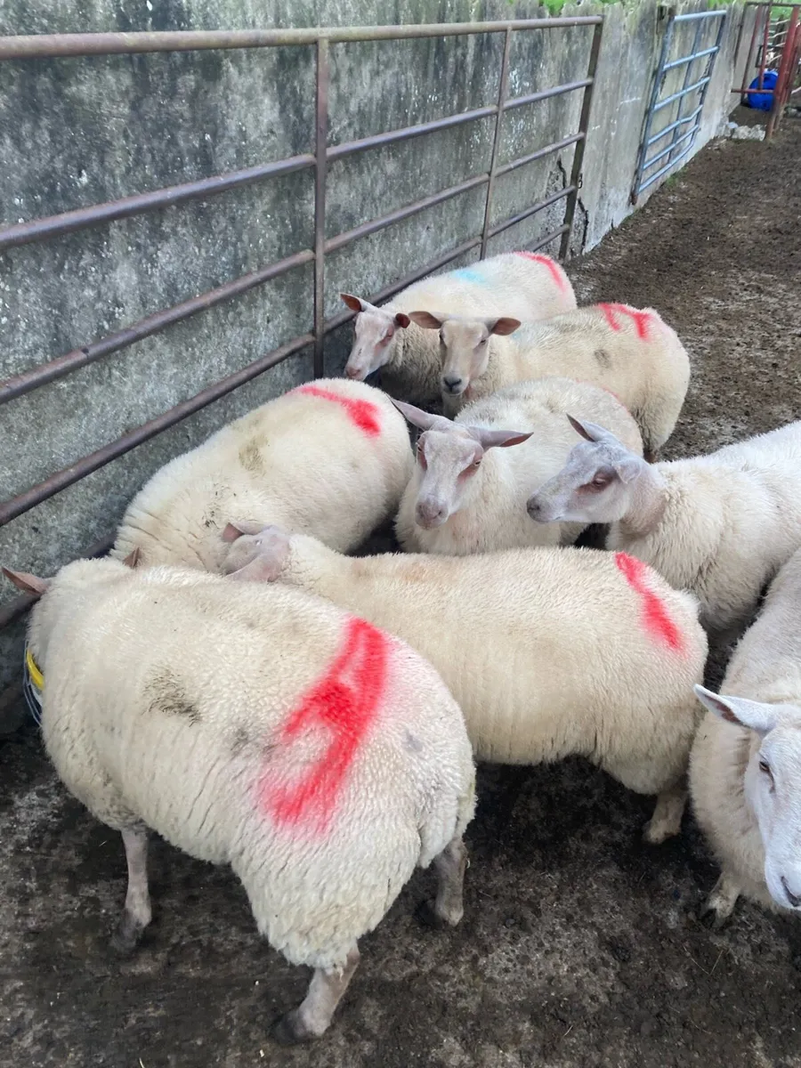 Rouge ewe lambs - Image 4