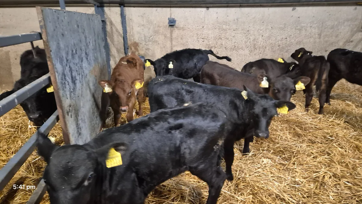 11 Quality Aberdeen Angus Heifer sucks - Image 2