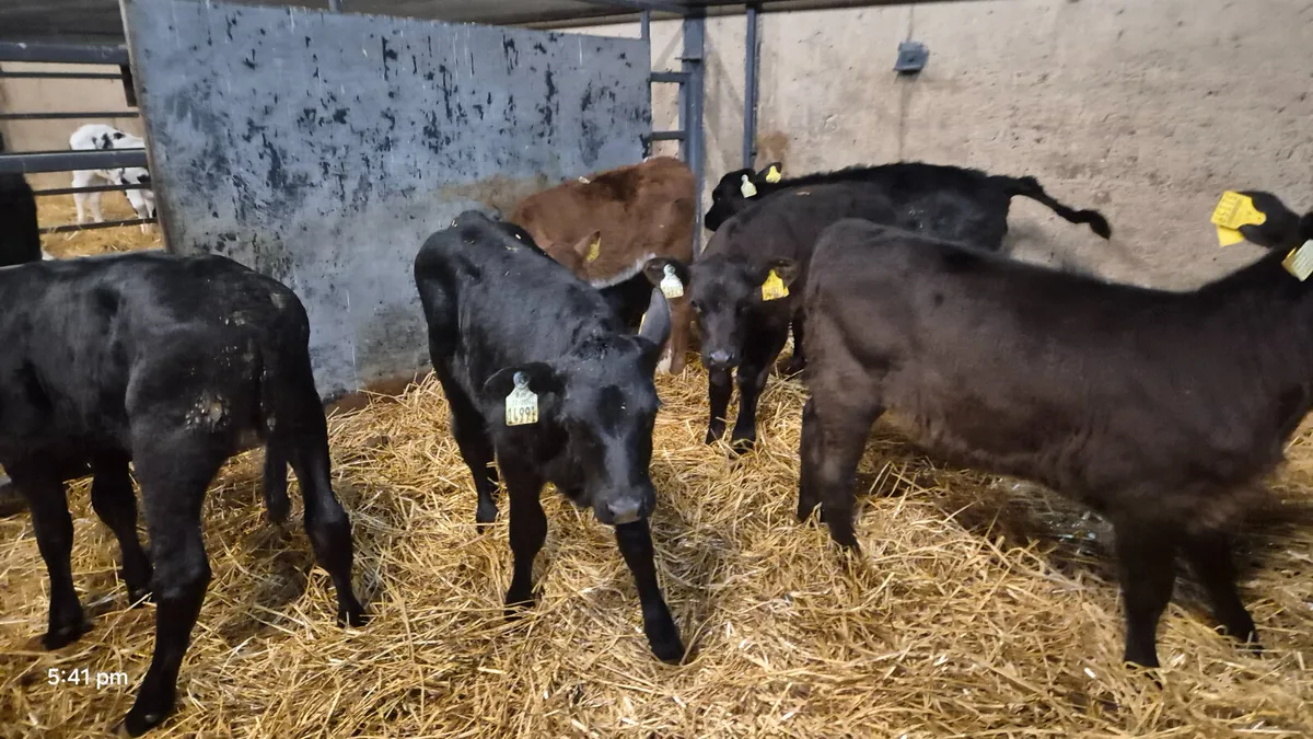 11 Quality Aberdeen Angus Heifer sucks - Image 3