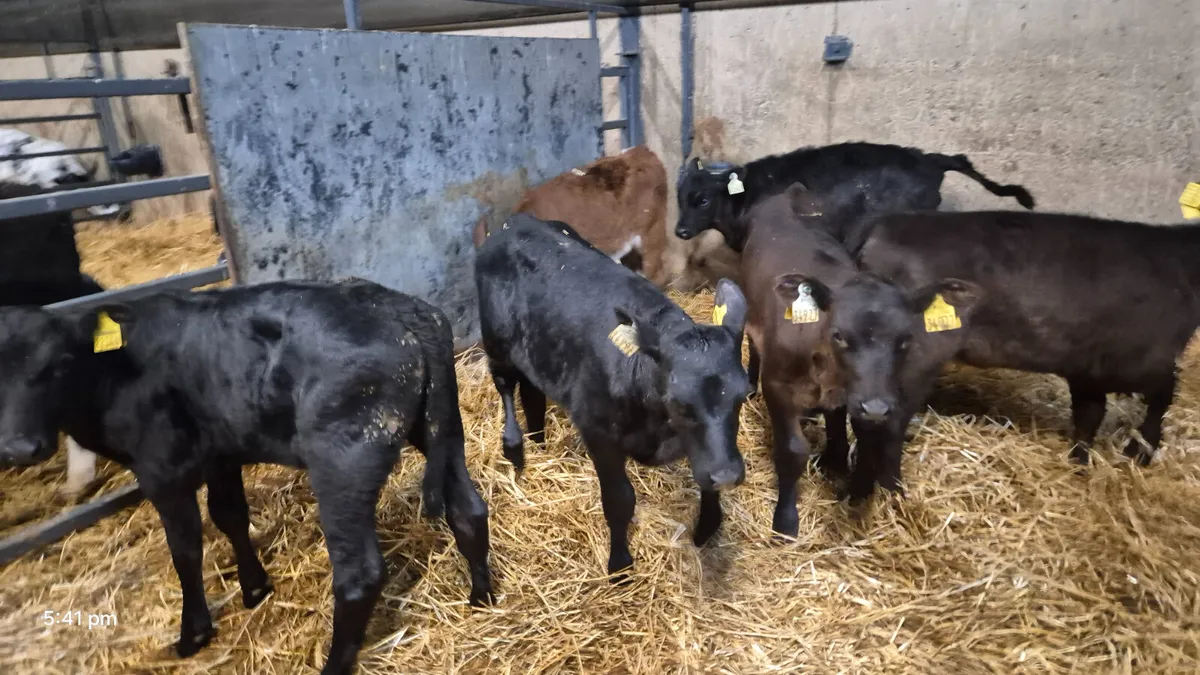 11 Quality Aberdeen Angus Heifer sucks - Image 4