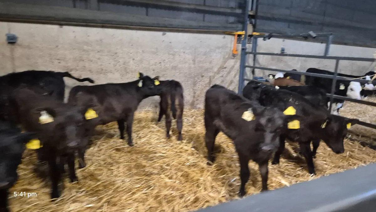 11 Quality Aberdeen Angus Heifer sucks - Image 1