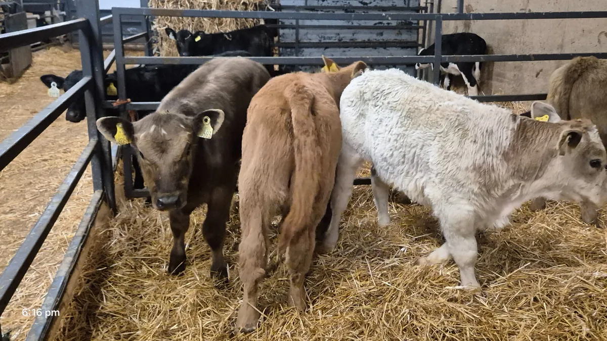 4 Super Continental bull calves for sale - Image 1