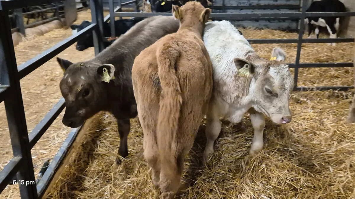 4 Super Continental bull calves for sale - Image 2