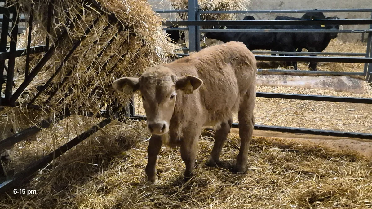 4 Super Continental bull calves for sale - Image 3