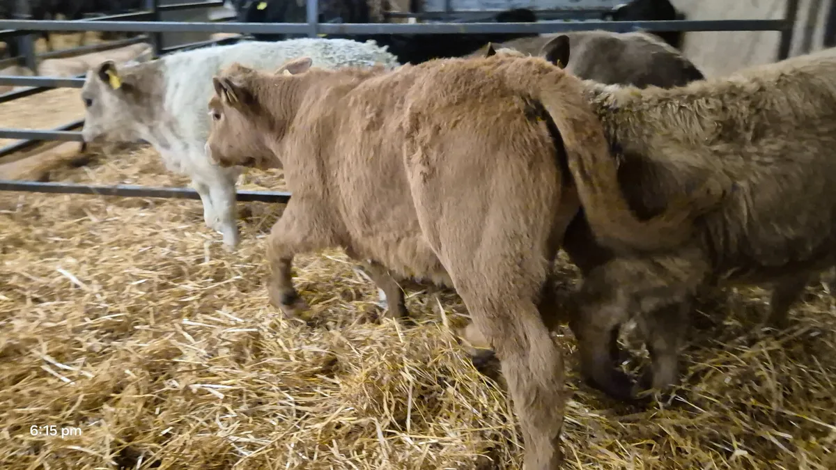 4 Super Continental bull calves for sale - Image 4