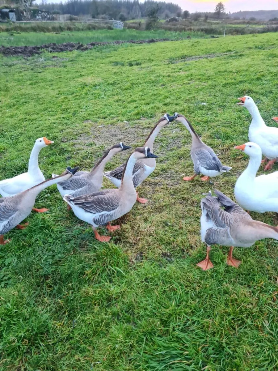 Chinese geese - Image 1