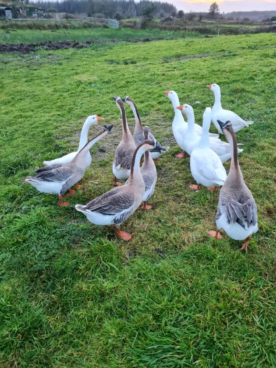 Chinese geese - Image 2