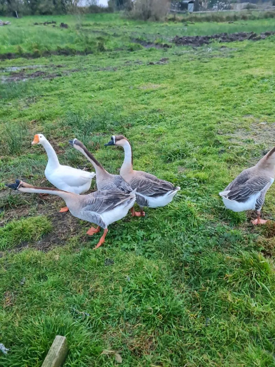 Chinese geese - Image 3