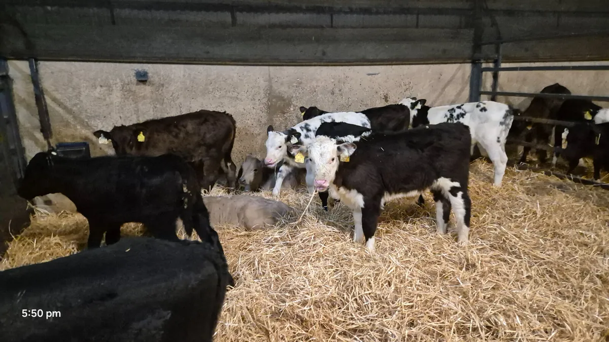 💥💥20 Quality bull calves for sale 👌 💥💥 - Image 3