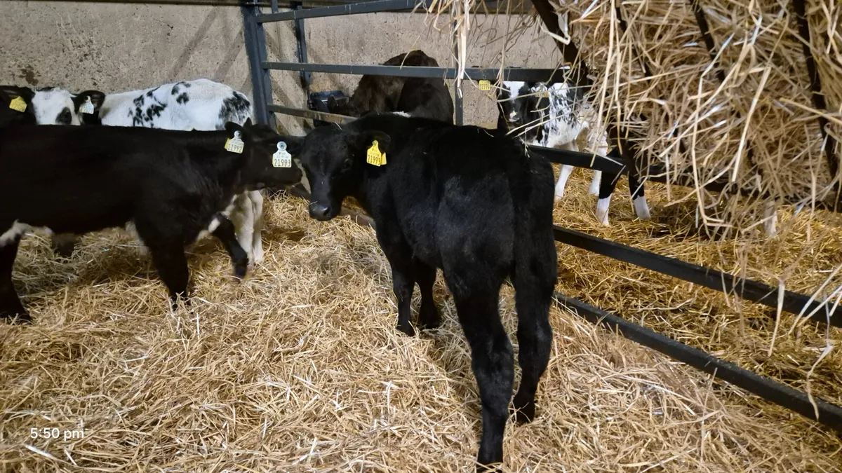 💥💥20 Quality bull calves for sale 👌 💥💥 - Image 2
