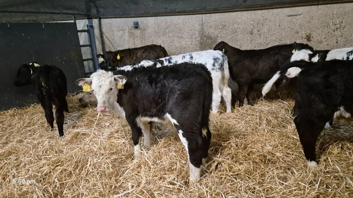 💥💥20 Quality bull calves for sale 👌 💥💥 - Image 1