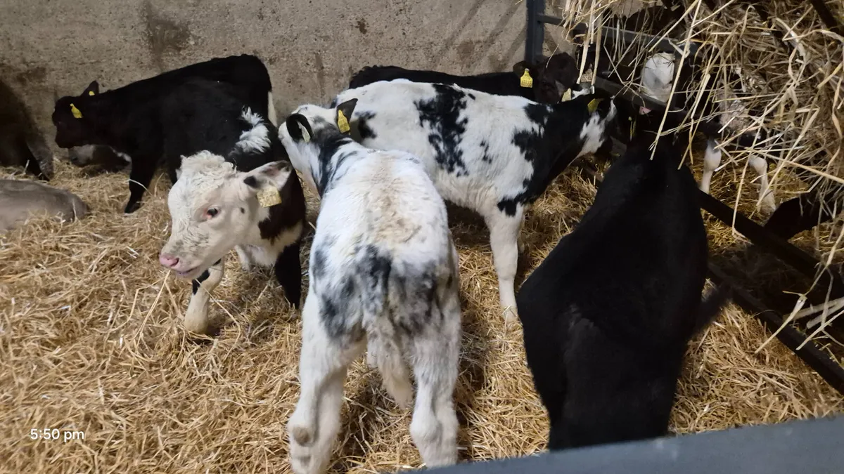 💥💥20 Quality bull calves for sale 👌 💥💥 - Image 4