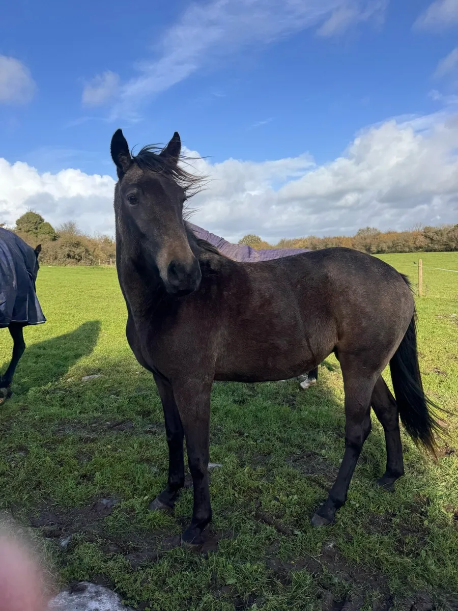 Horse - Image 1