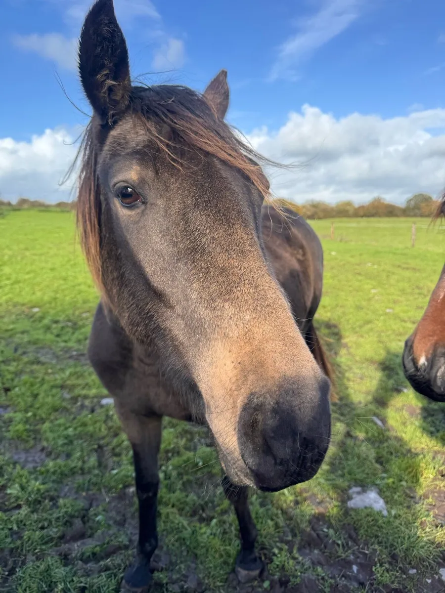 Horse - Image 3