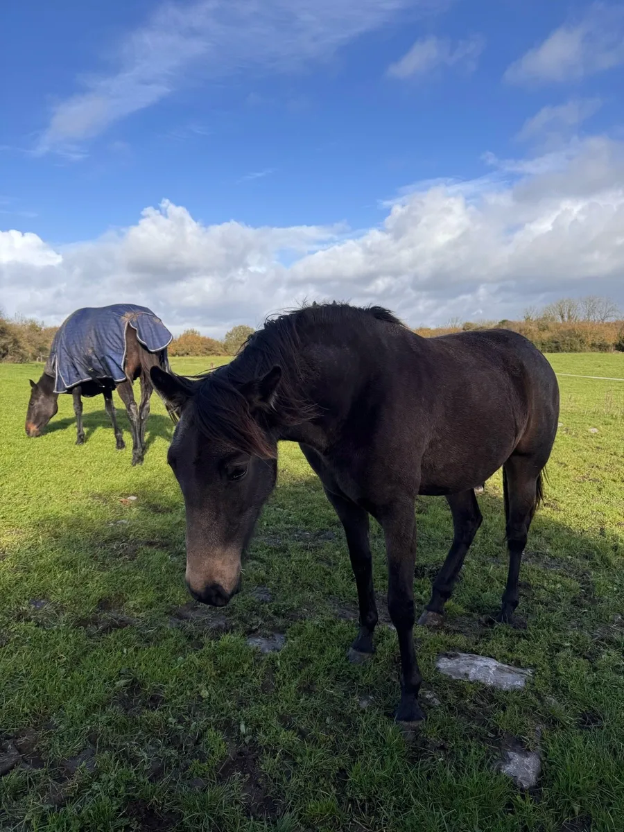 Horse - Image 4