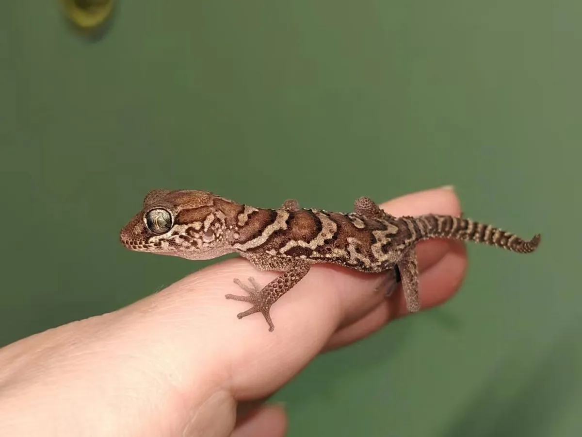 Reptiles - Image 2