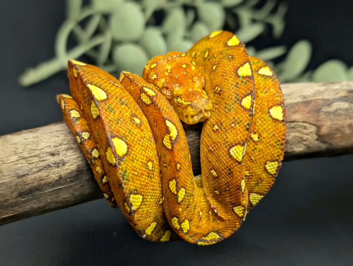 Reptiles - Image 1