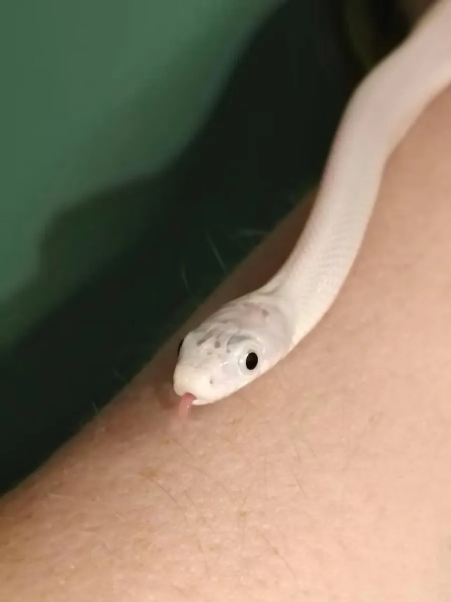 Reptiles - Image 3