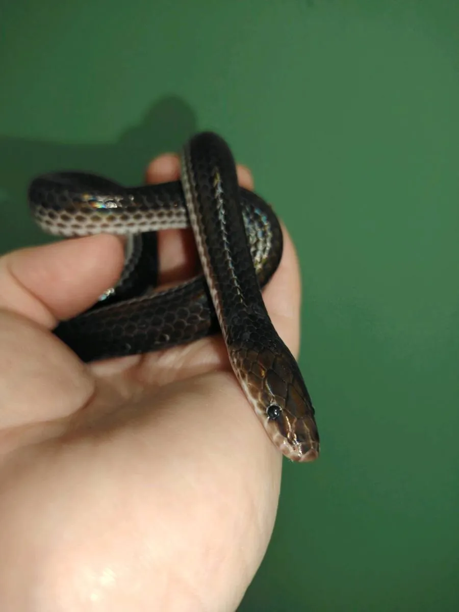 Reptiles - Image 4
