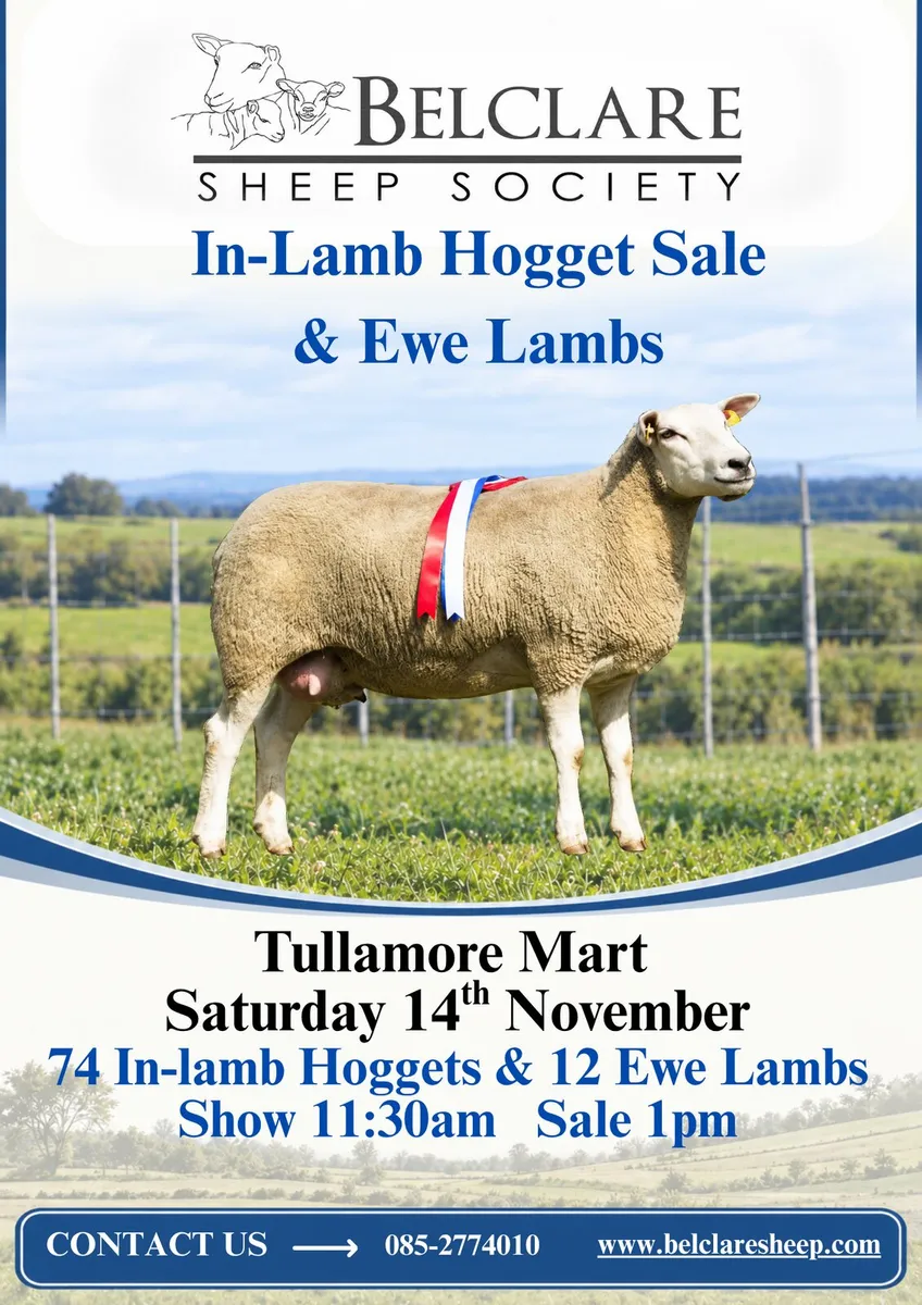 Belclare Fermale Sale, Hogget Ewe Lambs