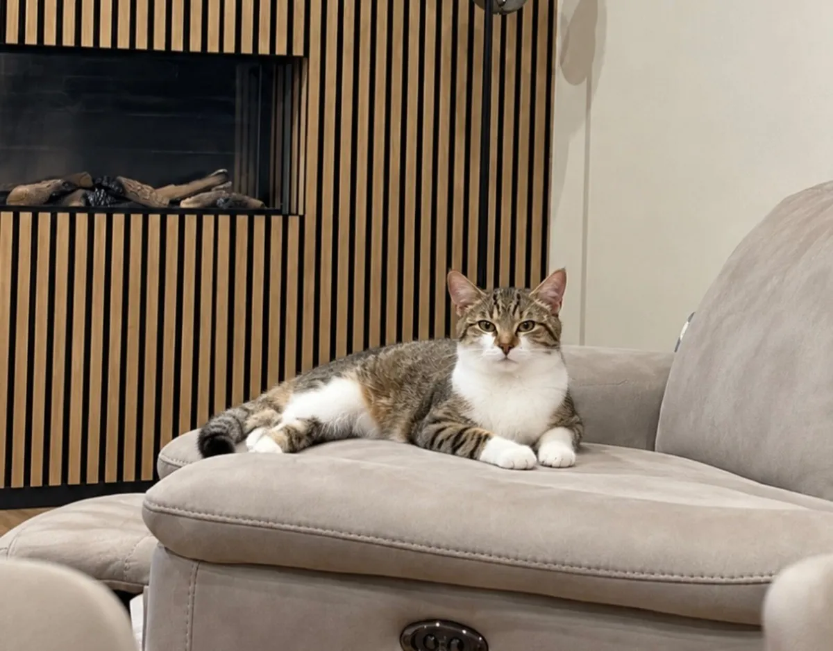 Affectionate Female Cat - Image 1