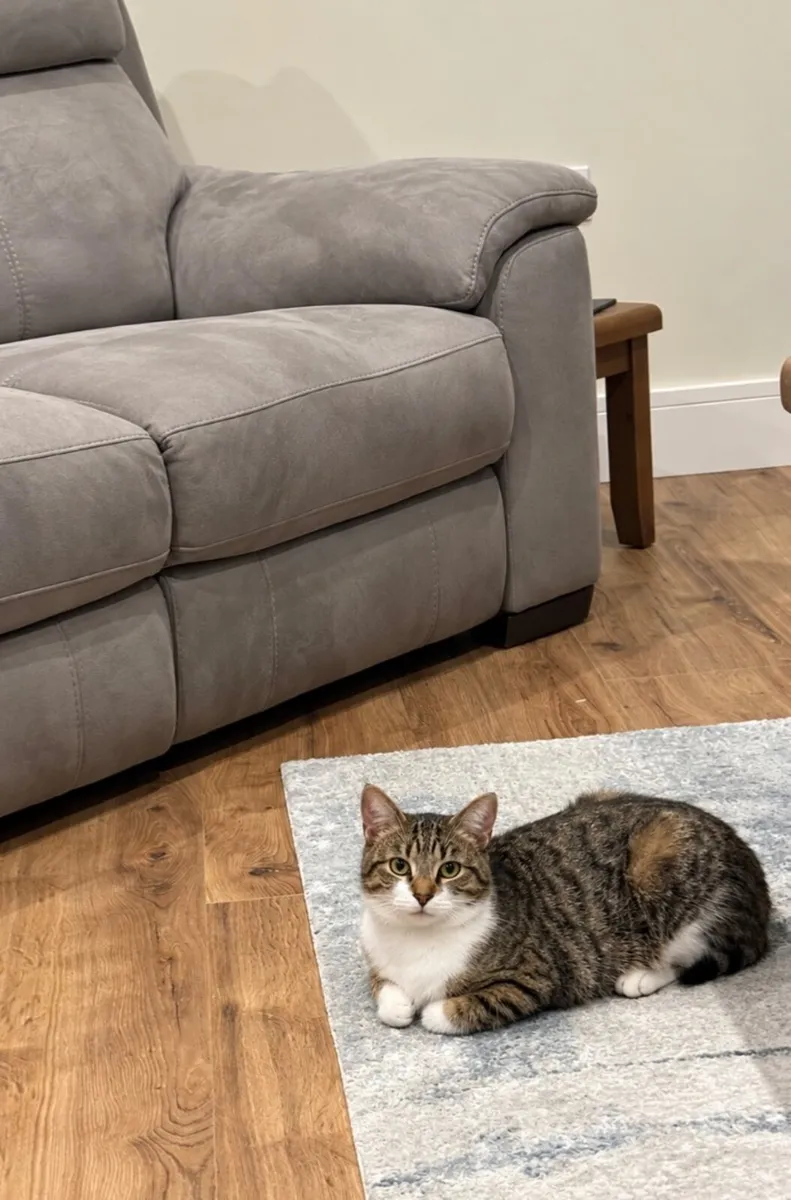 Affectionate Female Cat - Image 2