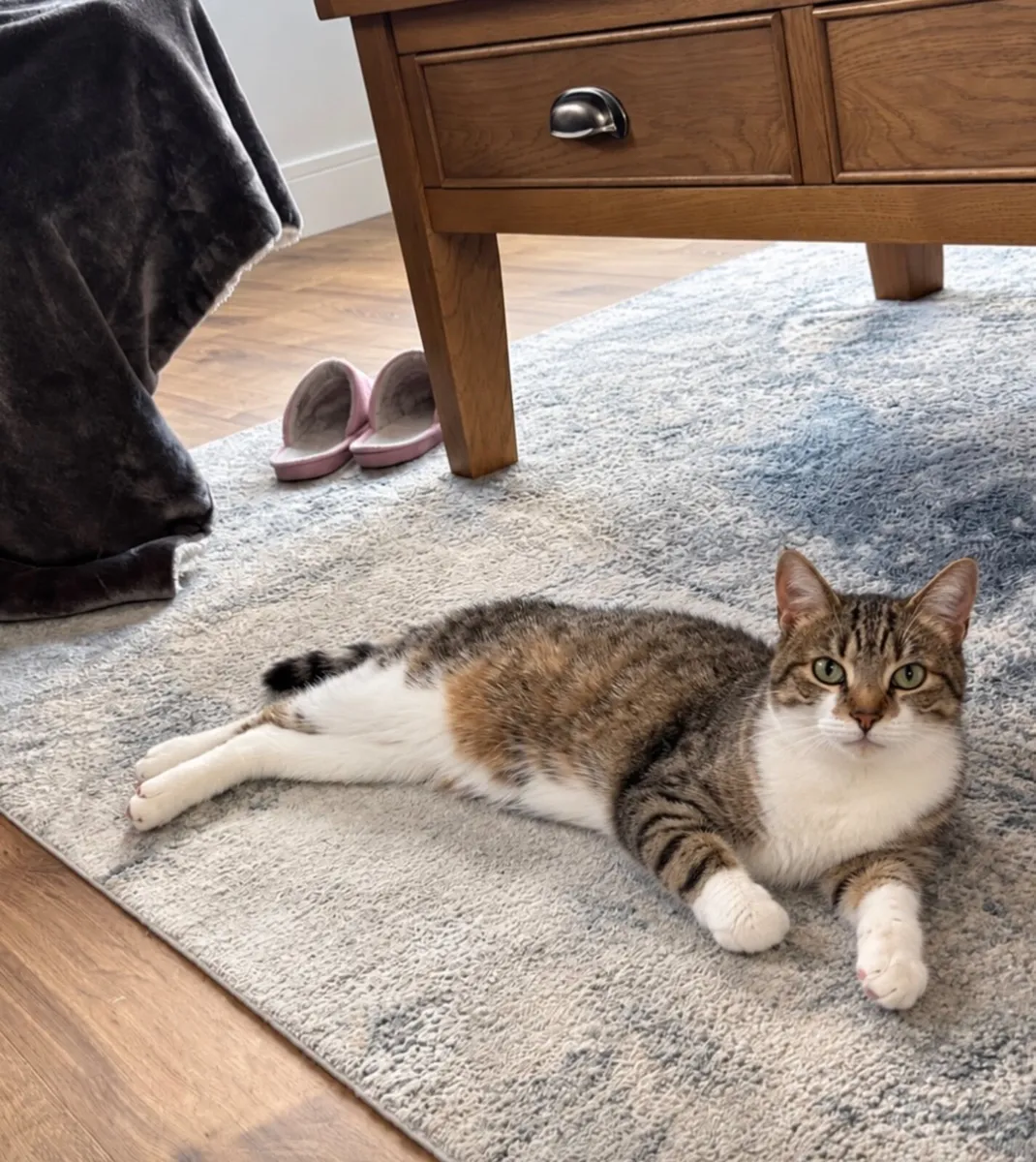 Affectionate Female Cat - Image 3