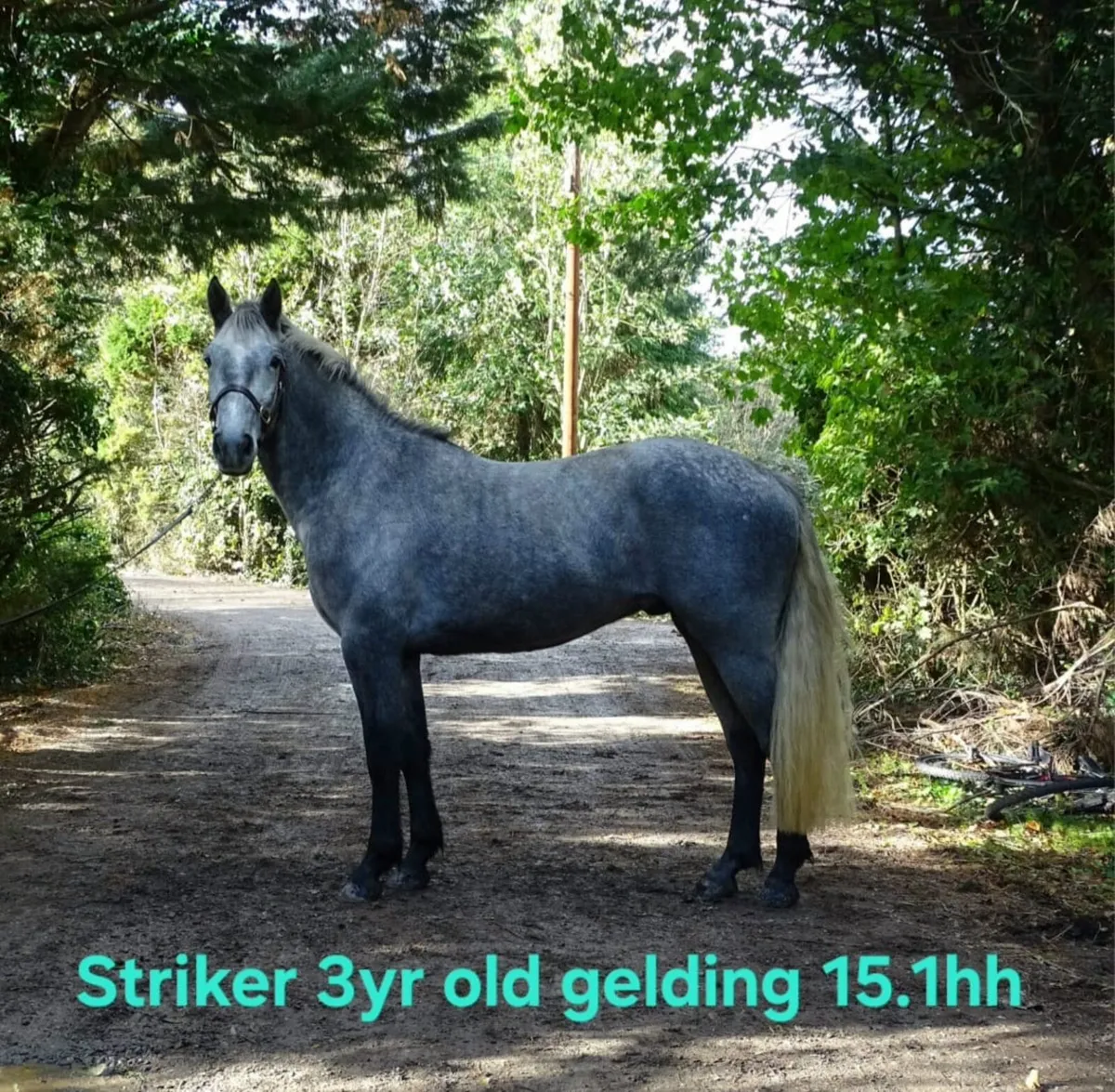 Lovely group of Connemara ponies - Image 1