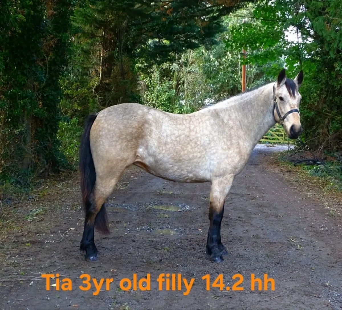 Lovely group of Connemara ponies - Image 2